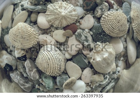 the digital underwater photo of a bottom of the sea or ocean with a set of different cockleshells and stones in pale beams of the sun