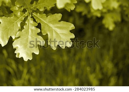 big leaves of an oak closeup on an indistinct background of a grass and a place for the text