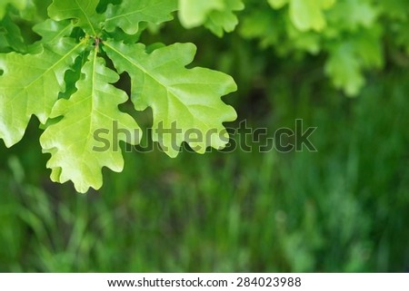 big green leaves of an oak closeup on an indistinct background of a grass and a place for the text