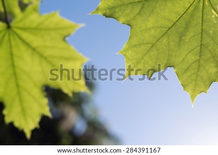 closeup of the two green growing leaves of a maple and place for the text