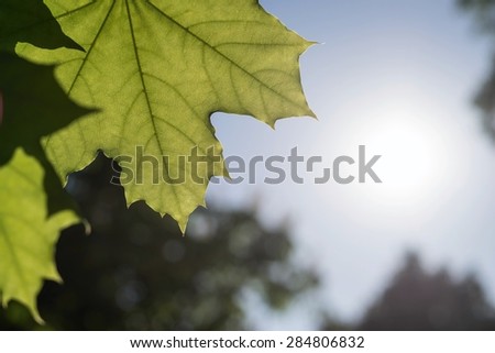 closeup of the big green growing leaf of a maple and place for the text against the sky