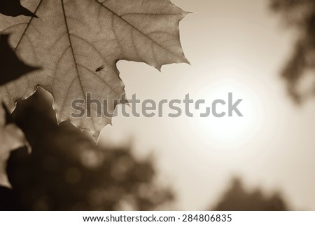 closeup of the big of color sepia growing leaf of a maple and place for the text against the sky