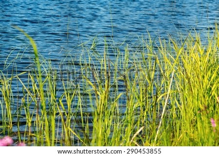 wild stalks of a green grass on the bank of the blue lake closeup and a place for the text