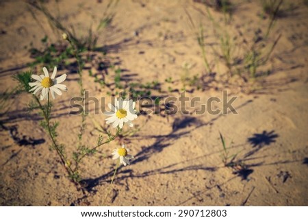 bush flowers lonely white daisy against a sand with a retro effect and a place for the text
