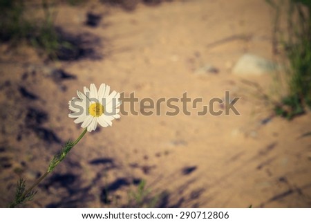 one flower white daisy against a sand with a retro effect and a place for the text