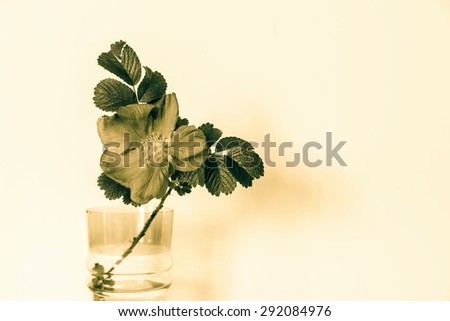 one isolated blossomed flower of a dog-rose with leaves on an empty and pure background  in a glass vase in bronze tone