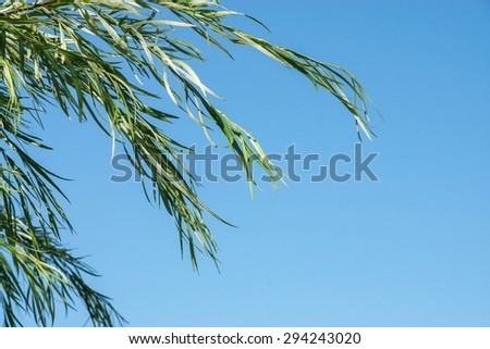 big branches of a tree with green leaves closeup against the blue sky and a blank space for the text