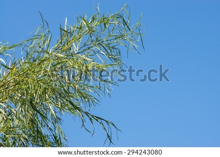 big branches of a tree with green leaves against the blue sky and a blank space for the text