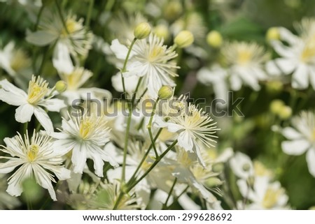 wild bush of a plant with white flowers closeup for a natural background