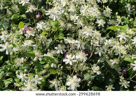 wild bush of a plant with white flowers for a natural background