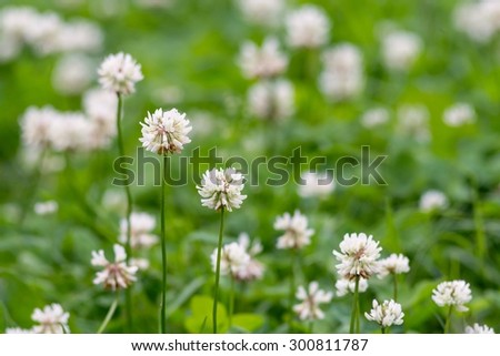 closeup the blossoming clover for a natural background and for wallpaper with a blank space for the text