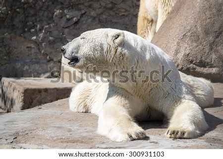 the big polar bear closeup lying having extended paws forward and turned the head sideways