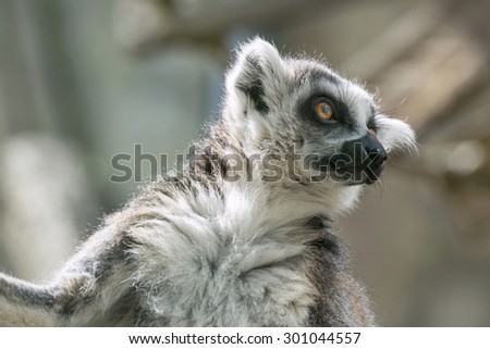 one wild small animal a lemur with big red eyes looks before himself forward