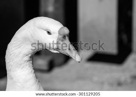 the profile of a big white goose separately on an empty background with a place for the text in monochrome tones