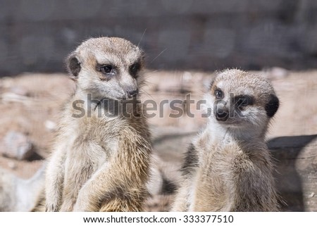two wild small animals a suricata with big eyes look before themselves forward