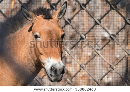 front of the big muzzle or head of a horse of brown color in full-face closeup against the open-air cage of a farm