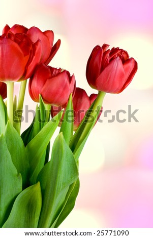 red tulips, bunch close-up on bokeh background