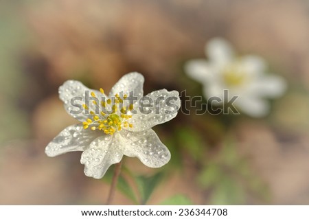 Spring flower wood anemone - anemone nemorosa