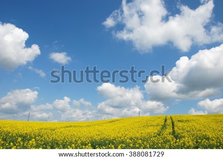 Landscape. Spring Landscape. Spring. Yellow flowering fields, nature spring landscape. Spring landscape background.