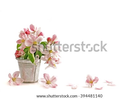 Spring flowers. Flowers. Spring flowers - apple branch.  Spring flowers isolated on white background. Card with spring flowers. Spring flowers on white with copy space.  Spring flowers border.