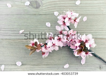 Cherry blossoms. Cherry blossoms on wooden background. Cherry blossoms card with copy space. Cherry blossoms - spring flowers. Cherry blossoms and petals.  Cherry blossoms on old wood background.