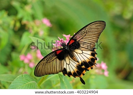 Butterfly. Butterfly on flower. Butterfly in tropical garden. Butterfly in nature. Butterfly, butterfly, butterfly.
