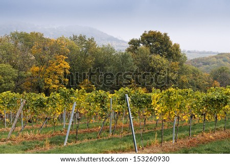 View over vineyards near Cobenzl, a popular destination for day-trips from Vienna, to Kahlenberg and Leopoldsberg on a foggy fall day.