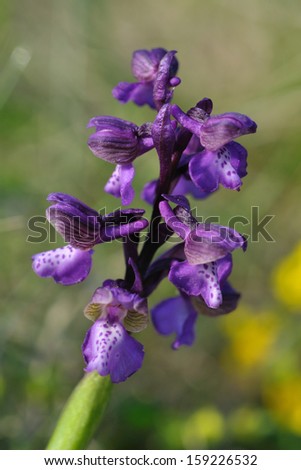Green-winged Orchid (Anacamptis morio), a wild orchid native of western Eurasia