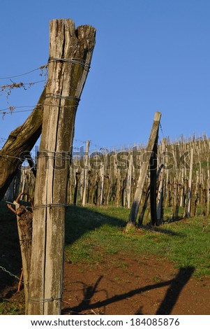 Vineyard at the Klocher wine route in springtime, South Styria, Austria