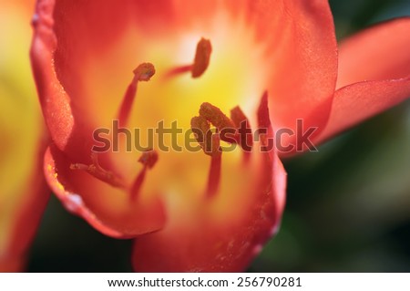 Clivia miniata, a flower native to damp woodlands in South Africa, close-up view, shallow DOF