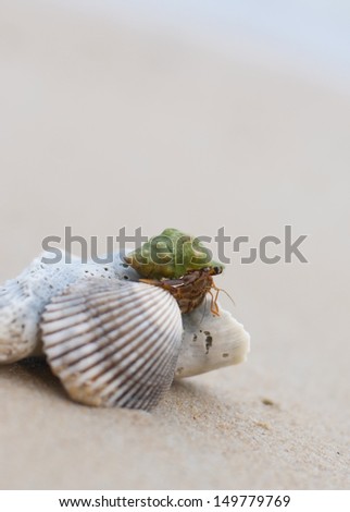A hermit crab crawls atop some sea shells  on a beach with clean sandy background for copy space.