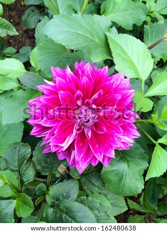 Colorful dark pink flower with leaf background