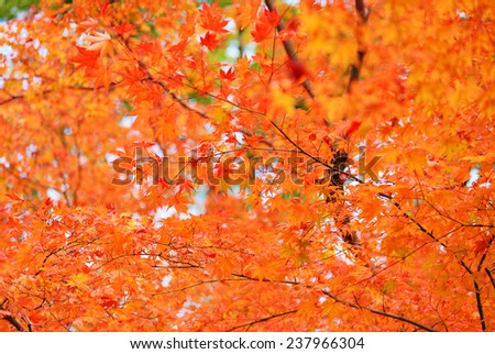 Autumn Colours in Japan/Beautiful autumn leaves