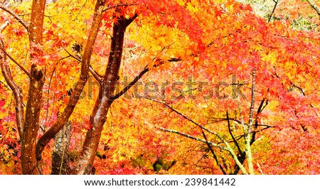 Autumn Colors in Japan/Beautiful autumn leaves
