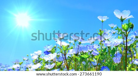 Blooming Nemophila on The Hill.Background of blue flowers.