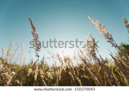 Grass in a field on a sunny day.