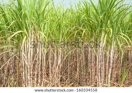 Sugar Cane Plantation