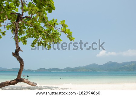 Trees and beach at Koh Chang Island,Thailand
