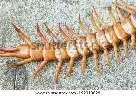 poison animal centipede