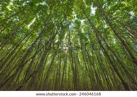 Mangrove tree Low angle view