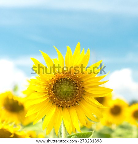 Close-up sun flower