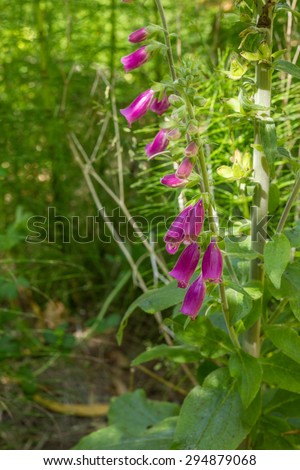 Foxglove flowers. Lady\'s glove. Digitalis purpurea.