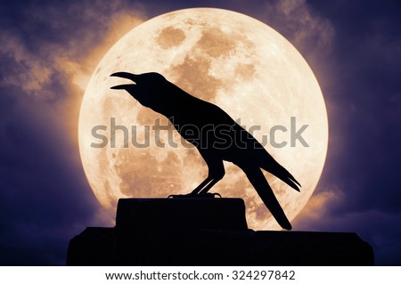 Crow sitting on the rock and croaks against full moon, Halloween background
