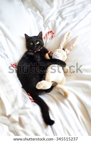 Black cat is hugging a stuffed animal with Christmas candy canes on the background.