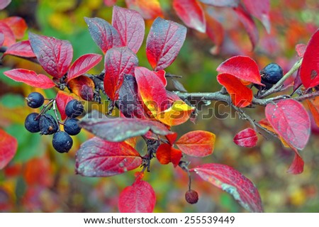 Bright autumn berry for background. Colorful berries and leaves.