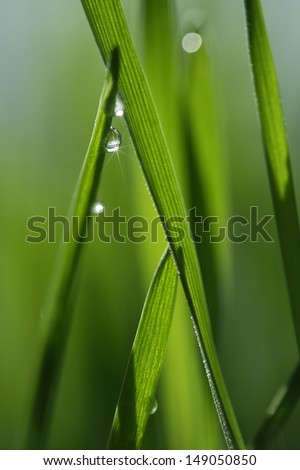 Close-up of water drops on fresh green wheat grass leaves. There are star reflections of sun in the droplets.