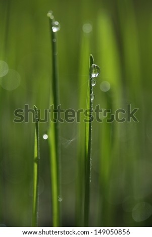 Water drops on fresh green wheat grass leafs. Close-up photo in direct sunlight with star reflections in the water drops.