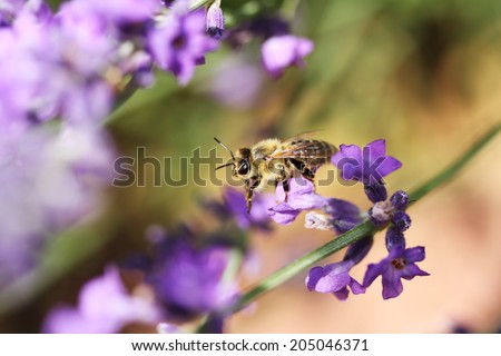 Honey bee on lavender flower. Honey bee is collecting pollen.