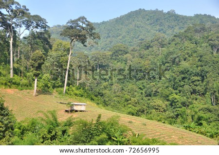 A landscape showing a wood cabin with asbestos roof sitting on a pineapple field shot against tree covered hills in Chiang Mai, Thailand.