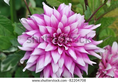 A red and pink gorgeous looking tuberous Dahlia flower.